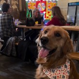 NIKO TO NIJE OČEKIVAO Pas je ugledao svog veterinara u kafiću, a njegova reakcija je izazvala buru među ljudima