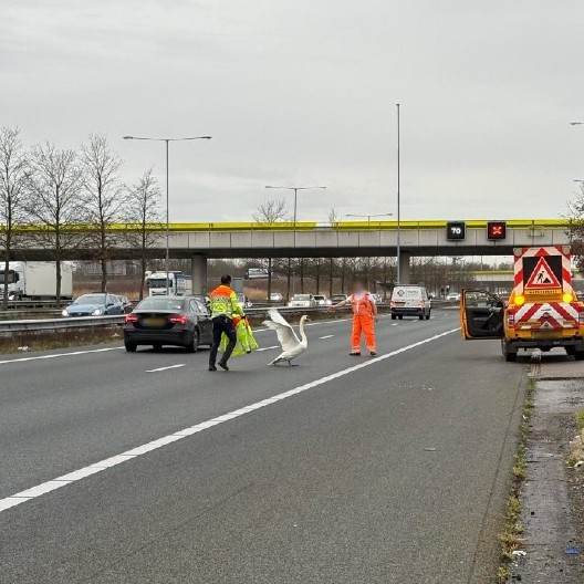 LABUD IZAZVAO POTPUNI HAOS NA AUTO-PUTU, JEDVA GA SKLONILI: "Mislili smo da je reč o karnevalu"