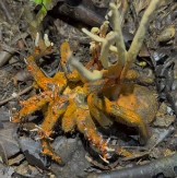 TARANTULA NA NEBU Pilot se iznenadio kada je video, a onda je usledio horor