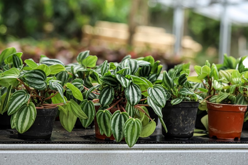 NE MORATE DA MU MENJATE ZEMLJU Samo uzmite štapić i bukvalno cveće u saksiji početi da buja