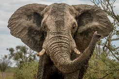 ONI SU MAJSTORI PRIRODE 10 zanimljivosti o slonovima koje niste znali