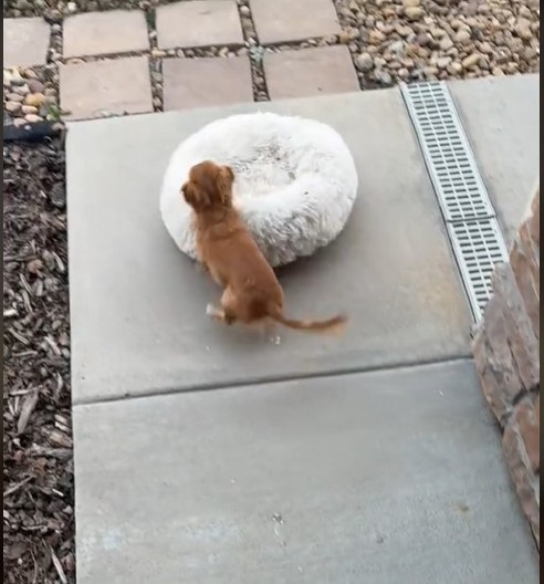 PAS JE ŽELEO DA SE SUNČA Plan mu je propao, a njegova urnebesna reakcija nasmejala je 37 miliona ljudi!