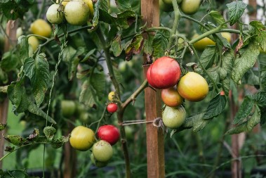 KAKO DA PREPOZNATE DOMAĆI PARADAJZ Ako ovako miriše, obavezno ga kupite