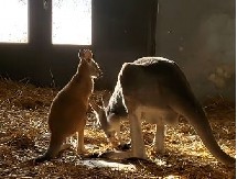 "BIO JE UZBUĐEN ZBOG BEBE, ZATO JE I BEŽAO, SADA JE BRIŽAN OTAC" Novi detalji o spektakularnom bekstvu KENGURA iz "Beo zoo-vrta"