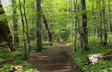 DA LI KUCANJEM U DRVO ZAISTA TERAMO ZLO OD SEBE Starac Ilija objasnio suštinu drevnog običaja