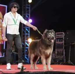 SVET POLUDEO ZA OVIM PSOM!  Prodat za 32,6 miliona dolara, evo šta ga čini posebnim! (FOTO)