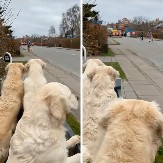 PSI ŽELJNO ČEKAJU DRUGARA DA SE IGRAJU Preslatka scena sa zlatnim retriverima raspilavila 2 miliona ljudi