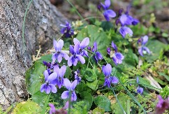 SIMBOL BOGATSTVA I SREĆE Unesite ovo cveće u kuću i gledajte kako vam se džepovi pune