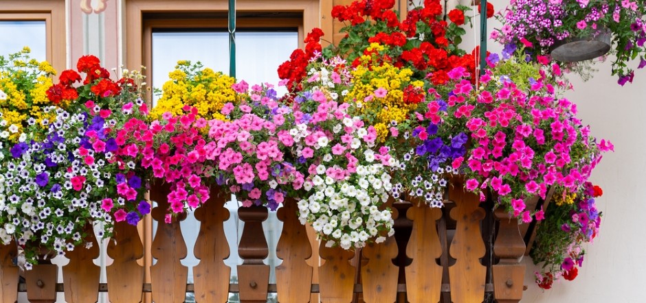 MOJA KOMŠINICA MIRA IMA NAJLEPŠU TERASU Cveće joj raste raskošno kao iz vode od kada ga zaliva ovim napitkom