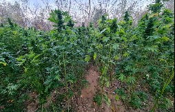 U BAŠTI KANABIS A U STANU ORUŽJE Podignuta optužnica protiv dede (73) zbog dva krivična dela