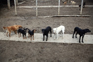 STARIJU ŽENU IZUJEDALI PSI Ruka joj amputirana, u komi je i dalje, prognoze nisu dobre