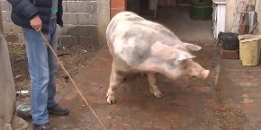 MUŠKARCU PRESADILI JETRU SVINJE! Evo koliko dana je preživeo