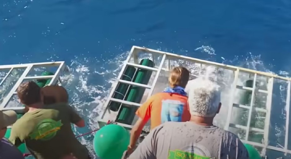 SUSRET KOJI LEDI KRV U ŽILAMA Ronilac se našao u kandžama smrti, čudovište provalilo u kavez, a onda je nastao haos! (VIDEO)