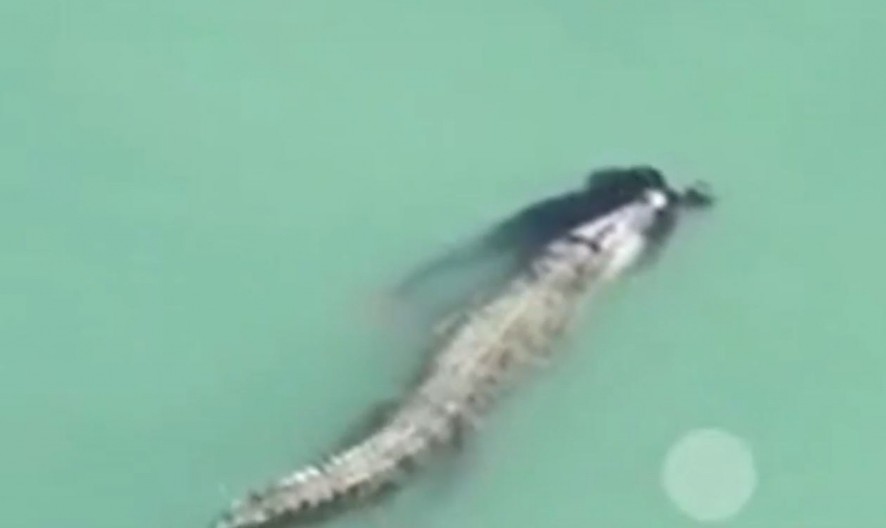 KROKODIL ZGRABIO ČOVEKA I POČEO DA GA VUČE Ljudi s plaže gledali horor scenu, nije mu bilo spasa! (VIDEO)