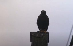 SOKO TERORISAO SELO! Konačno uhvaćen, ali razlog za napade će vas zaprepastiti! (VIDEO)