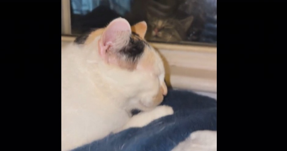 ZALJUBLJENI MAČAK OČARAO 8 MILIONA LJUDI Svaki dan dođe kod svoje simpatije i uradi istu stvar!