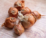 NITI ĆE DA ISTRULI, NITI ĆE DA PROKLIJA, MOŽE DA STOJI ČAK 3 MESECA Evo kako se pravilo čuva luk u kuhinji, Srbi i Srpkinje ga uvek stavljaju na jedno mesto koje je pogrešno