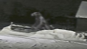 MEŠTANI U STRAHU OD "VUKODLAKA" "Bio je visok dva metra, sa zastrašujućim, humanoidnim urlikom" (VIDEO)