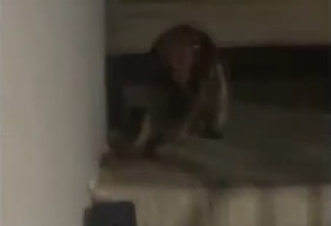 ŽENA SNIMILA JEZIVOG MONSTRUMA ISPRED KUĆE Ima lice pacova i šiljast nos, niko nema pojma šta je!