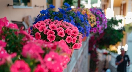 FANTAZIJA OD TERASE  Ovih 5 biljaka se sadi u aprilu, prave harmoniju šara i boja