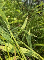 PORUKA OD UNIVERZUMA KOJU TREBA DA ČUJETE Ako vam se ovo stvorenje pojavi u kući – ne ignorišite znak!