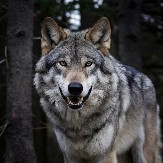 VUK IZUJEDAO ŽENU DOK JE TRČALA Napad u parku prirode!