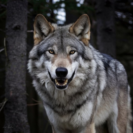 VUK IZUJEDAO ŽENU DOK JE TRČALA Napad u parku prirode!