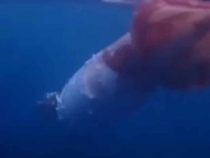 IZ MRAKA IZRONILO LJIGAVO MORSKO STVORENJE Snimak susreta sa monstrumom od 2 i po metra ledi krv u žilama! (VIDEO)