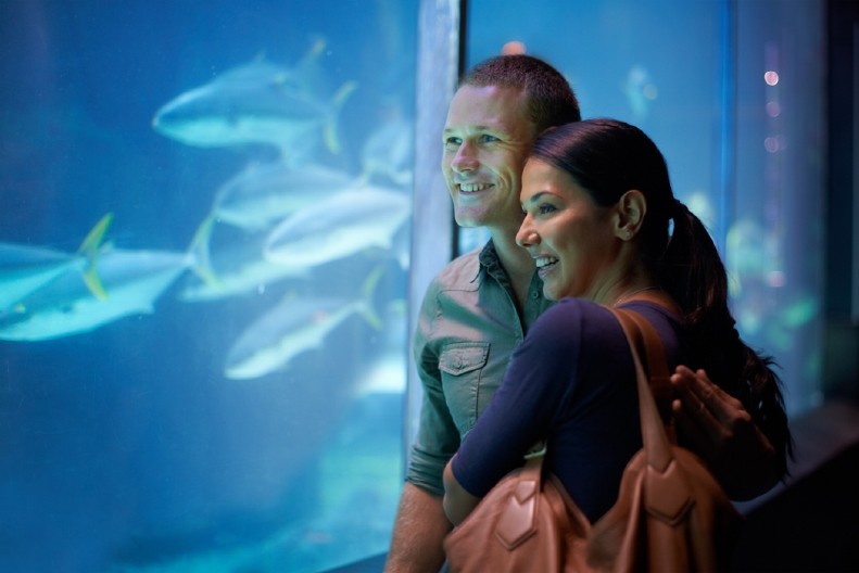 ONA JE REKLA "DA", ALI JE ŽIVOTINJA UKRALA ŠOU Beluga je “odobrila” prosidbu i napravila scenu za pamćenje, snimak rasplakao milione! (VIDEO)