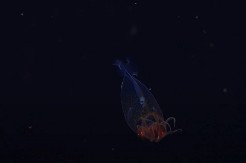 PRVI PUT SNIMLJENA! Ovo morsko stvorenje mnogi vole da jedu, mladunče se pojavilo pred kamerom (VIDEO)