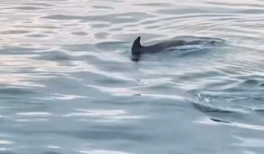 TURISTI SNIMILI ŠOK PRIZORE U GRČKOJ Ove životinje se pojavile blizu obale (VIDEO)