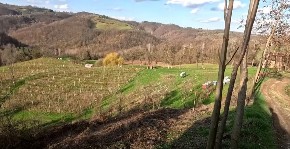 POTPUNO BESPLATNO, A NA SAMO SAT OD BEOGRADA Čovek daje, celo imanje traktor, malinjake…