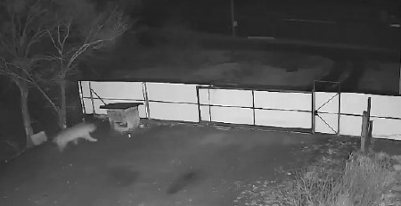 KRVOLOČNA ZVER SE PRIŠUNJALA, PA BRUTALNO NAPALA PSA Usledila dramatična borba za život, užas! (VIDEO)