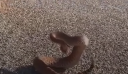 ''MOJA TAŠTA NA GODIŠNJEM ODMORU U CRNOJ GORI''! Američka zmija navodno uhvaćena na Skadarskom jezeru, komentari na mrežama pljušte! (VIDEO)