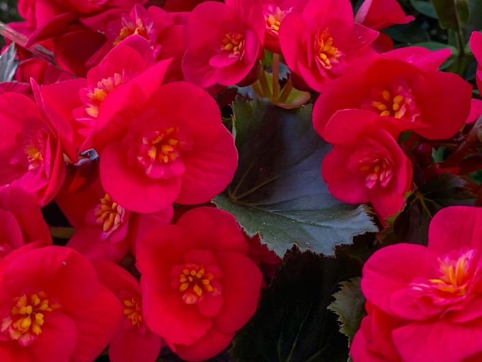 CVEĆE LJUBAVI I SREĆE Naše bake su verovale da privlači lepa dešavanja, pa je krasilo svaku kuću