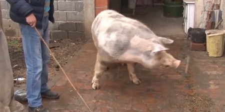 SVINJSKA KUGA IZBILA NADOMAK SRBIJE "Uspostavljena zona zaštite i nadzora"