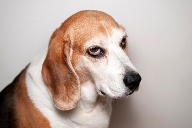 PLAKANJE OD SMEHA Probudili su ga u pola noći - njegova reakcija je urnebesna