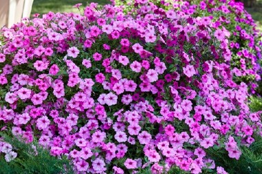 CVETAĆE SVE DO OKTOBRA AKO IH PRAVILNO GAJITE Kako da na terasi imate najlepše petunije, sve komšinice će vam se diviti