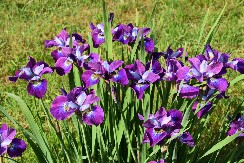 PRELEPO CVEĆE KOJE JE SVE POPULARNIJE Evo kako da gajite perunike u bašti ili na terasi