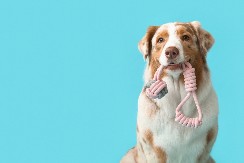 VLASNIK PRONAŠAO ODBEGLOG PSA Pogledajte kako je reagovao kad ga je ugledao - video je pravi hit