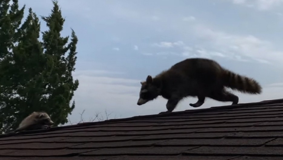 POMAHNITALI RAKUN NAPRAVIO HAOS Ušao u garažu, a ljudi ne mogu da veruju šta mu se desilo unutra! Lud je za sve pare (FOTO)
