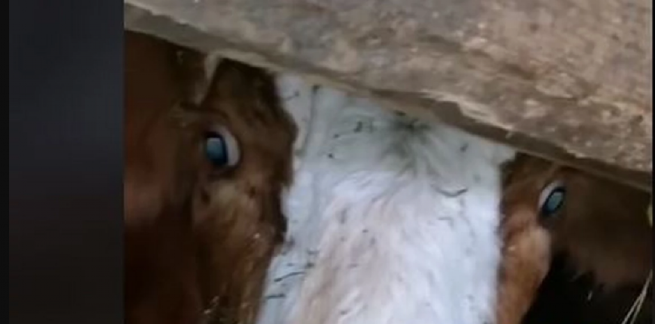 OTKRIVEN UŽAS U KLANICI U ALEKSANDROVCU: Ministar nakon prijave odmah poslao inspekciju na teren (FOTO)