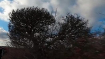 OVO DRVO U SRBIJI SMATRAJU UKLETIM! Kažu da svako ko mu je prišao, nije ostao živ! Svi ga se plaše, ne smeju ni da prođu pored prokletinje