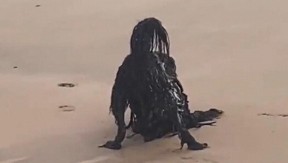 "ČUDOVIŠTE IZ DUBINA..." Snimio dlakavo crno stvorenje na plaži, a onda mu je prišao bliže (VIDEO)
