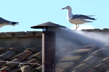 DA LI JE OVO ZNAK OD BOGA? Galebica sa bebom sletela tik pred ispuštanje BELOG DIMA! Vernici u ekstazi (VIDEO)