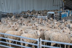 OPASNA ZARAZA SE ŠIRI CRNOM GOROM! Preti im epidemija, potvrđeni PRVI slučajevi!