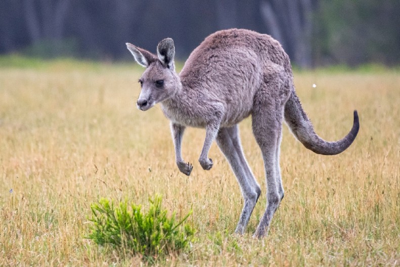 KENGUR USMRTIO RADNIKA TOKOM "IGRANJA" U KAVEZU Tragedija u zoološkom vrtu
