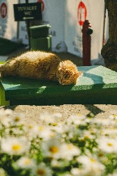 KAKAV PRIZOR Mačak uživa iz sve snage - pronašao je omiljeno mesto za sunčanje i nema nameru da se pomeri