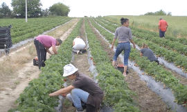DNEVNICA 5.000 DINARA, A NIKO NEĆE DA RADI Gazde kukaju, a radnici se jedva nalaze