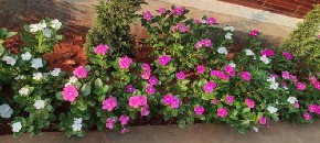 EGZOTIČNA LEPOTICA SA MADAGASKARA  Sada je vreme za sadnju najlepšeg prolećnog cveta